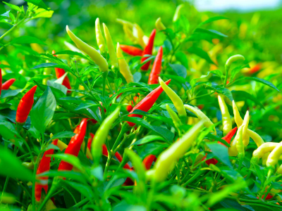 我國(guó)辣椒的六大產(chǎn)區(qū)介紹