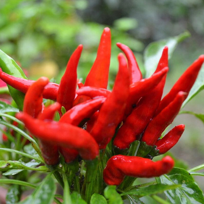 辣椒碎批發(fā)，辣椒碎價格-青島大豐食品